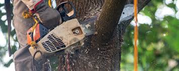 Best Tree Health Inspection  in Luray, VA