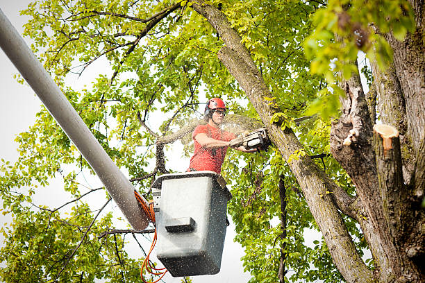 Best Tree Preservation Services  in Luray, VA